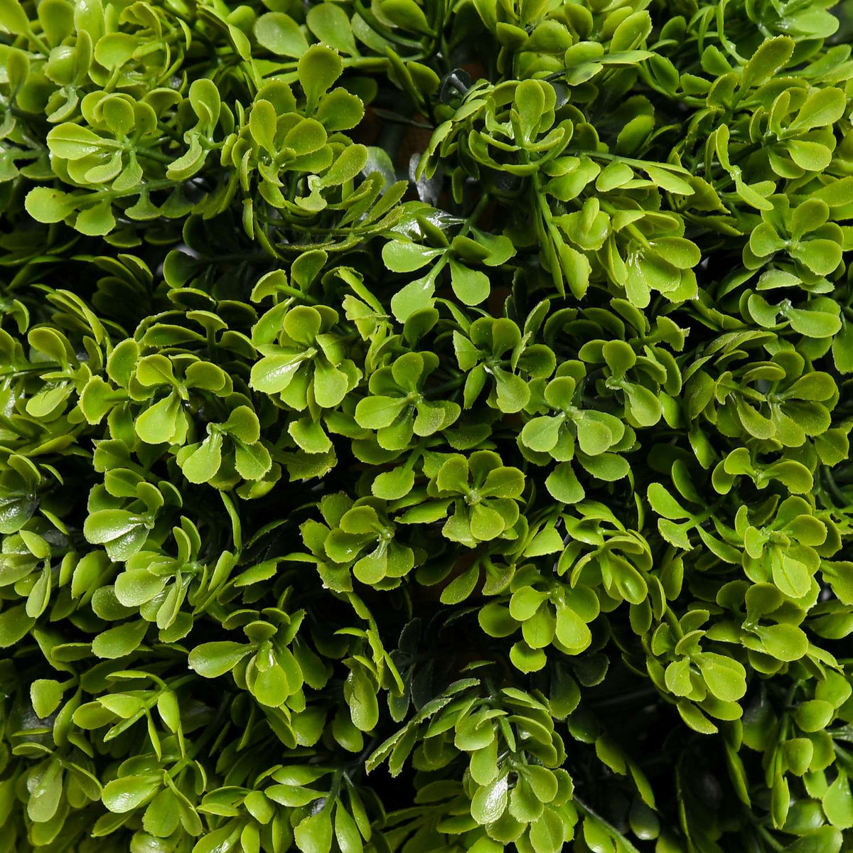 90 cm UV-bestendige buxus in pot – binnen/buiten