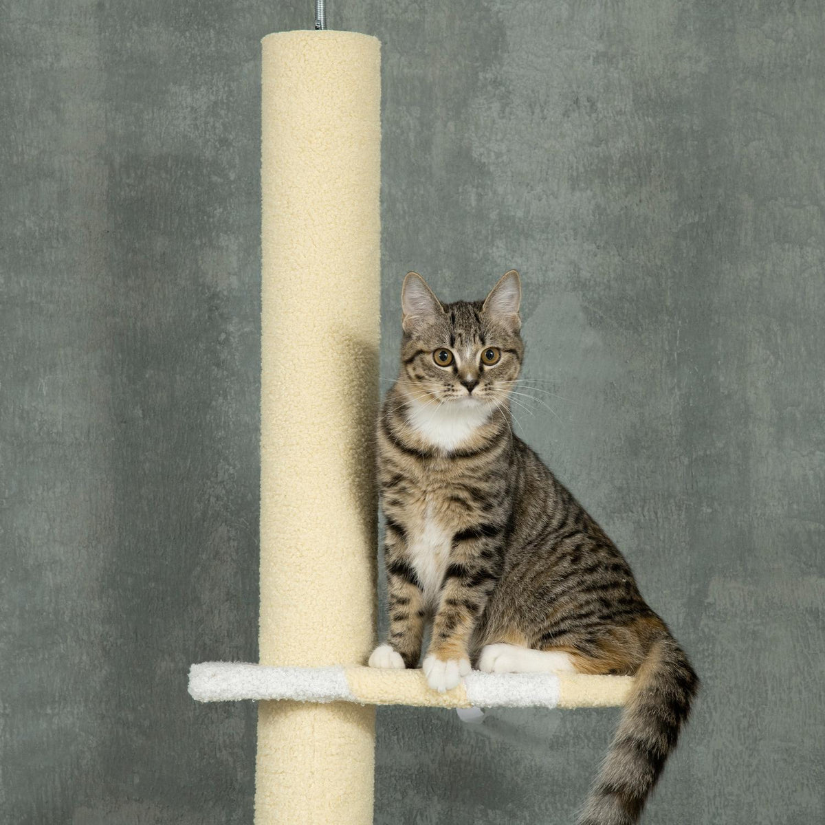 Verstelbare krabpaal met speelbal, 220-260 cm