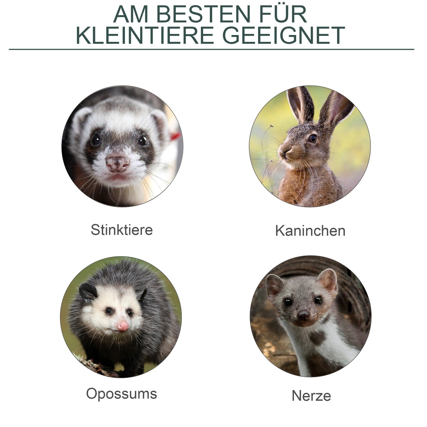 Levende val voor marters en ratten, staal, 60x18x20 cm